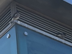 Acridotheres tristis