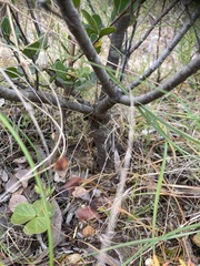 Leucadendron modestum