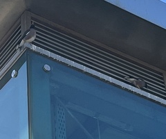 Acridotheres tristis