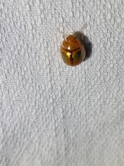 Paropsisterna basalis