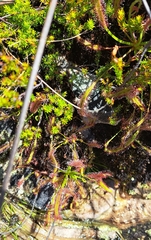 Drosera capensis