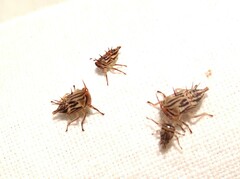 Aconophora compressa