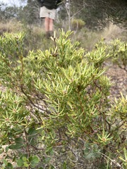 Leucadendron modestum