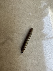 Spodoptera litura
