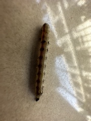 Spodoptera litura