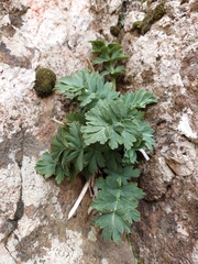 Anisotome pilifera