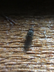 Scaptodrosophila