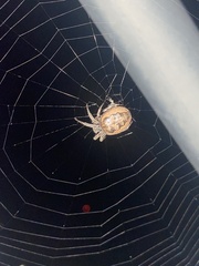 Larinioides cornutus