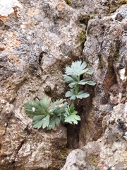 Anisotome pilifera
