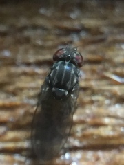 Scaptodrosophila