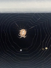 Larinioides cornutus