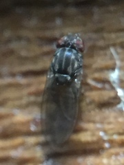 Scaptodrosophila
