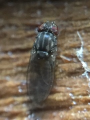 Scaptodrosophila