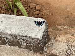 Kaniska canace
