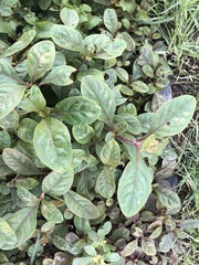 Mentha × piperita