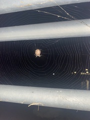 Larinioides cornutus