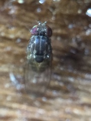 Scaptodrosophila