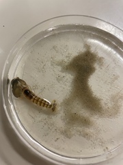 Alpheidae