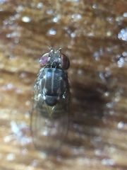 Scaptodrosophila