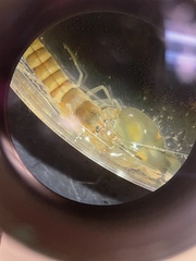 Alpheidae