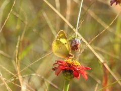 Colias poliographus