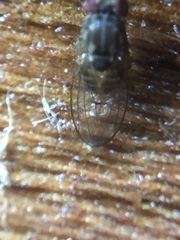 Scaptodrosophila