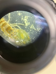 Alpheidae