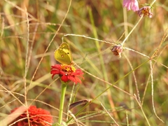 Colias poliographus