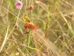 Colias poliographus