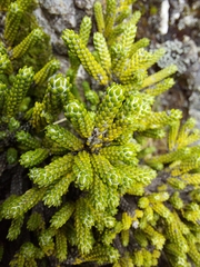 Helichrysum intermedium