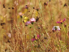 Colias poliographus
