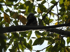 Yungipicus canicapillus