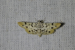 Pycnarmon alboflavalis