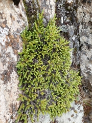 Helichrysum intermedium