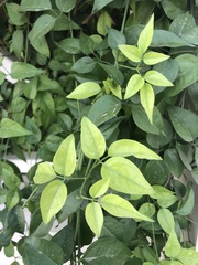 Jasminum officinale