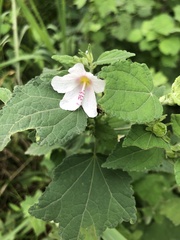Pavonia columella
