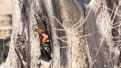 Upupa epops africana