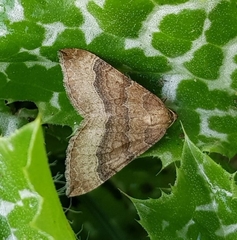 Larentia clavaria