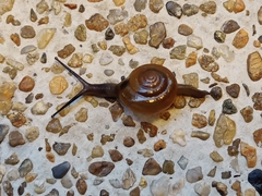 Macrochlamys kelantanensis