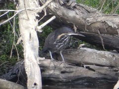 Ixobrychus flavicollis