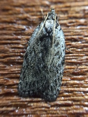 Phaeosaces compsotypa