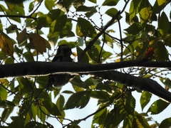 Yungipicus canicapillus