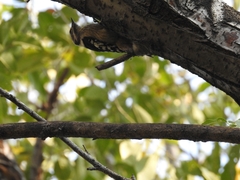 Yungipicus canicapillus