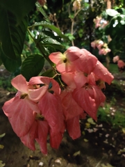 Mussaenda philippica