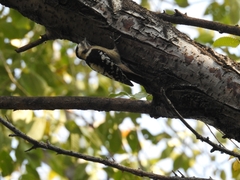 Yungipicus canicapillus