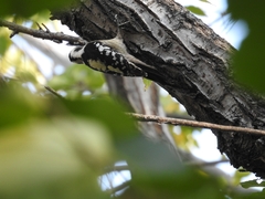 Yungipicus canicapillus