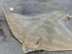 Myliobatis tenuicaudatus