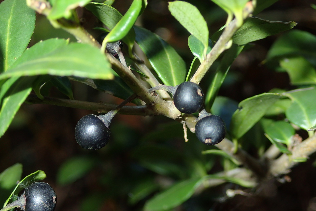 Ilex crenata — an easy houseplant, prefers full sun light