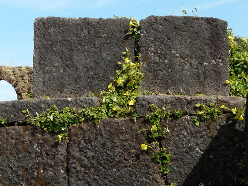 Reinwardtia indica (Reinwardtia indica)