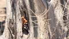 Upupa epops africana